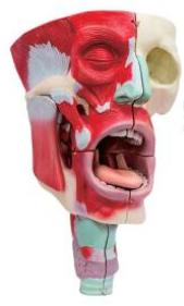 鼻、口、咽喉腔分解模型